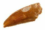 Serrated Raptor Premaxillary Tooth - Real Dinosaur Tooth #297520-1